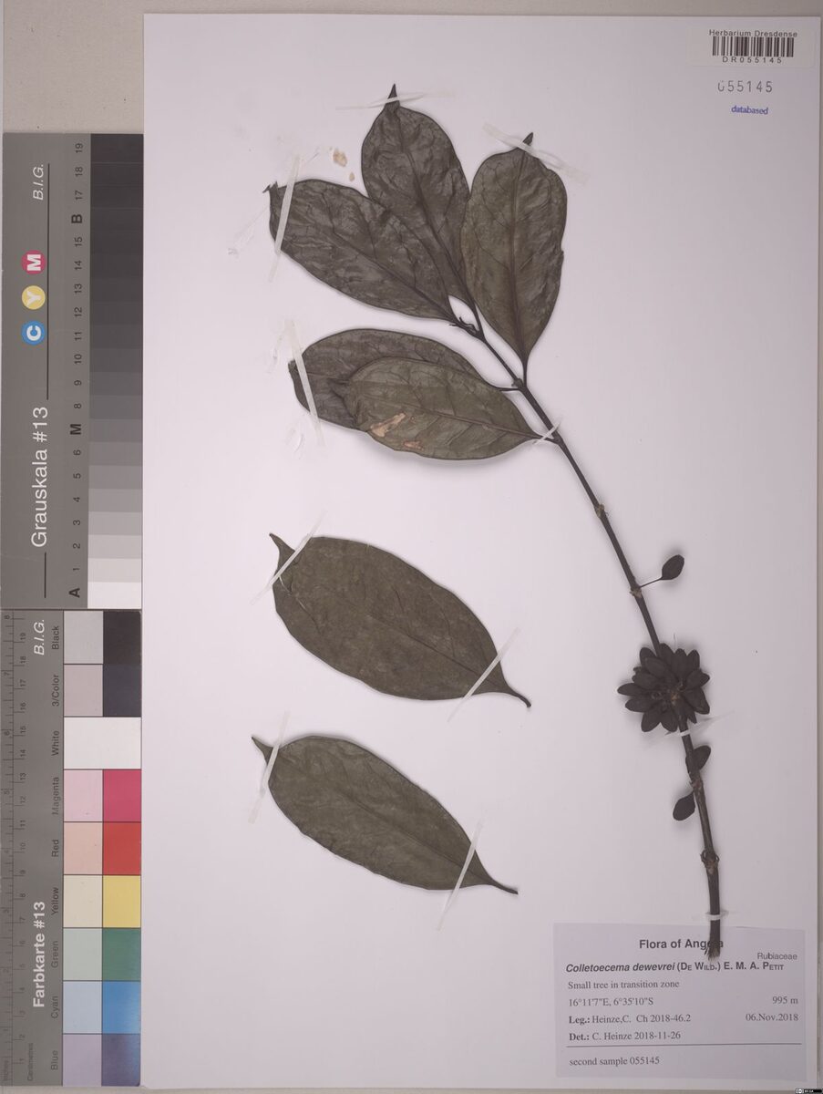 Colletoecema dewevrei — photo