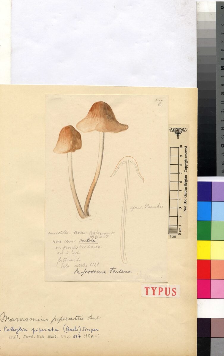 Collybia piperata — photo