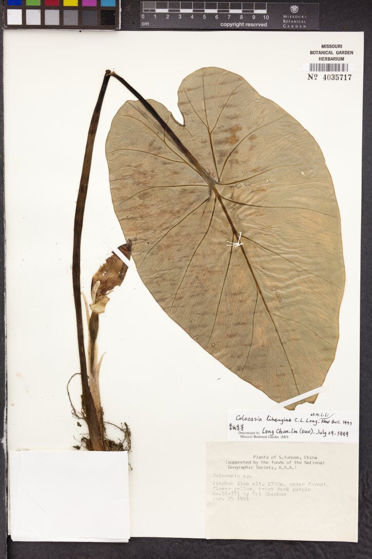 Colocasia lihengiae — photo