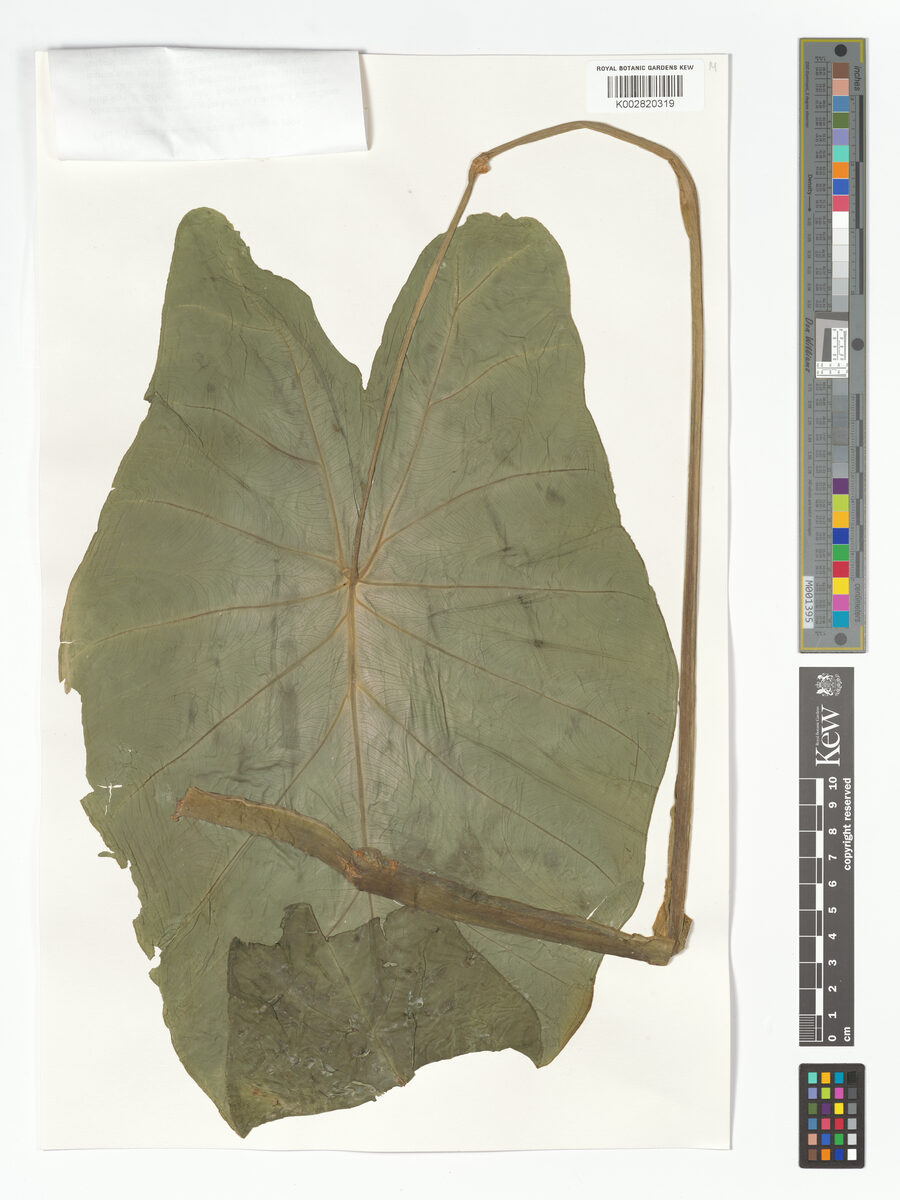 Colocasia lihengiae — photo