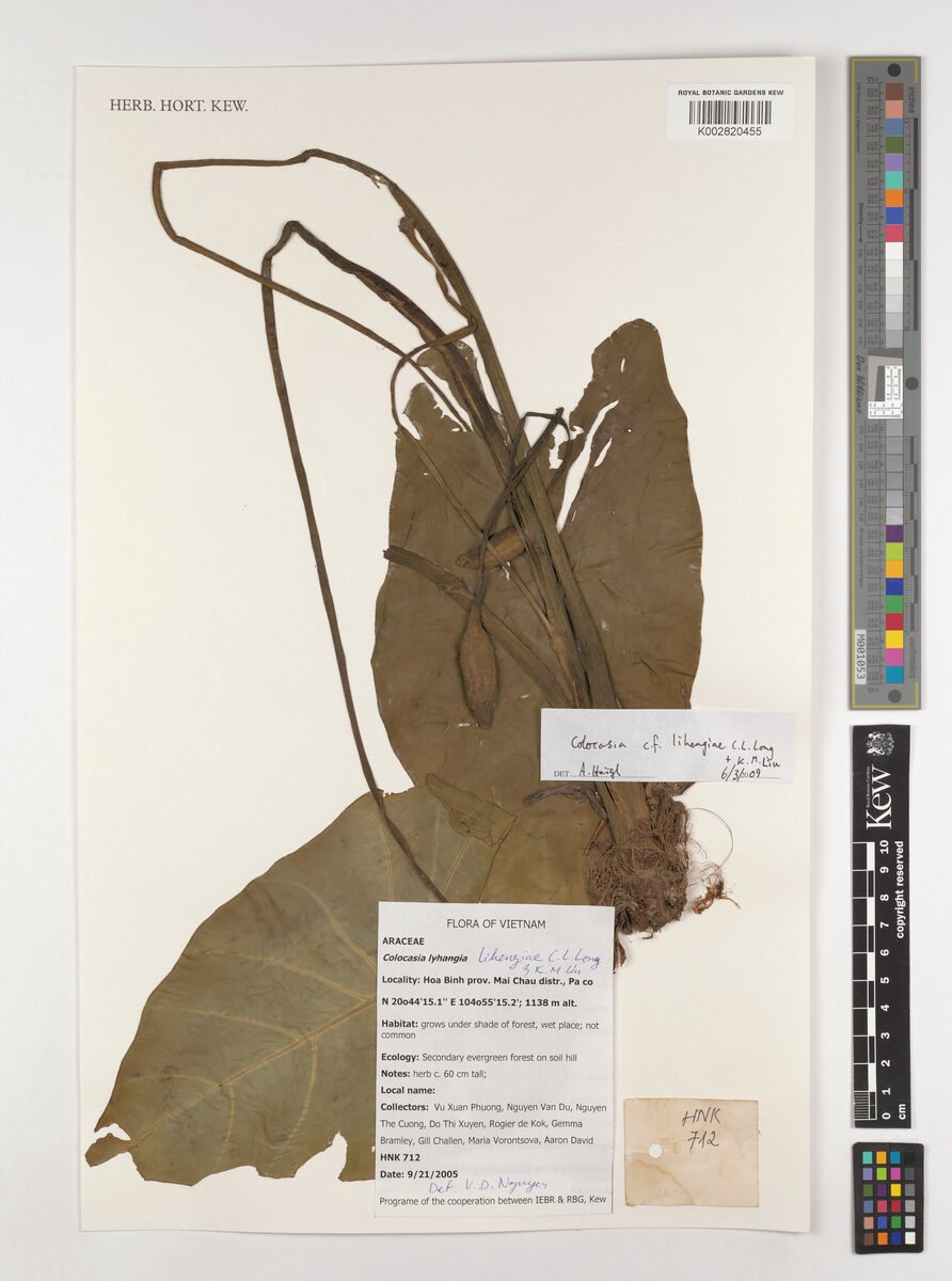 Colocasia lihengiae
