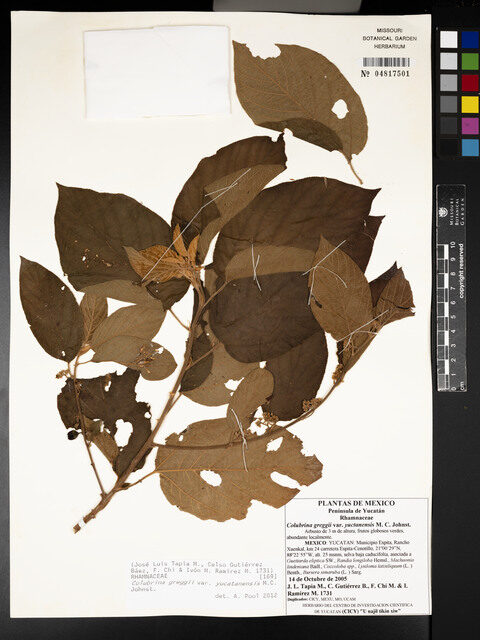 Colubrina greggii var. yucatanensis — photo