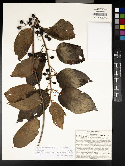Colubrina greggii var. yucatanensis — photo