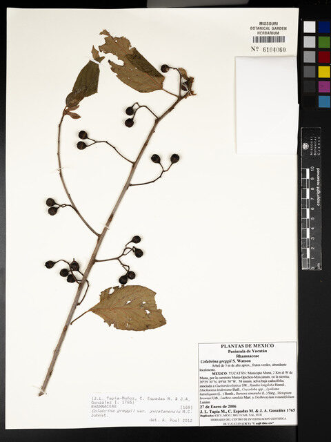 Colubrina greggii var. yucatanensis