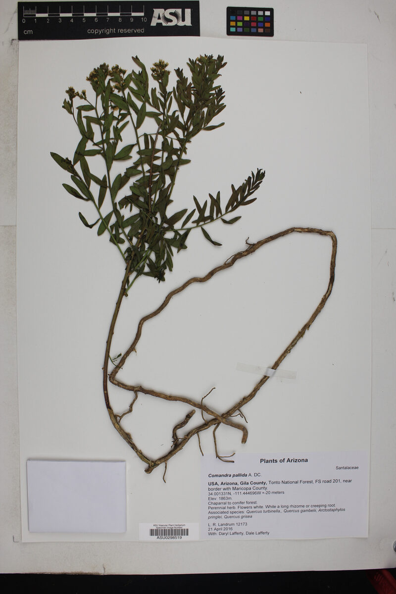 Comandra pallida (Pale Bastard Toadflax) — photo