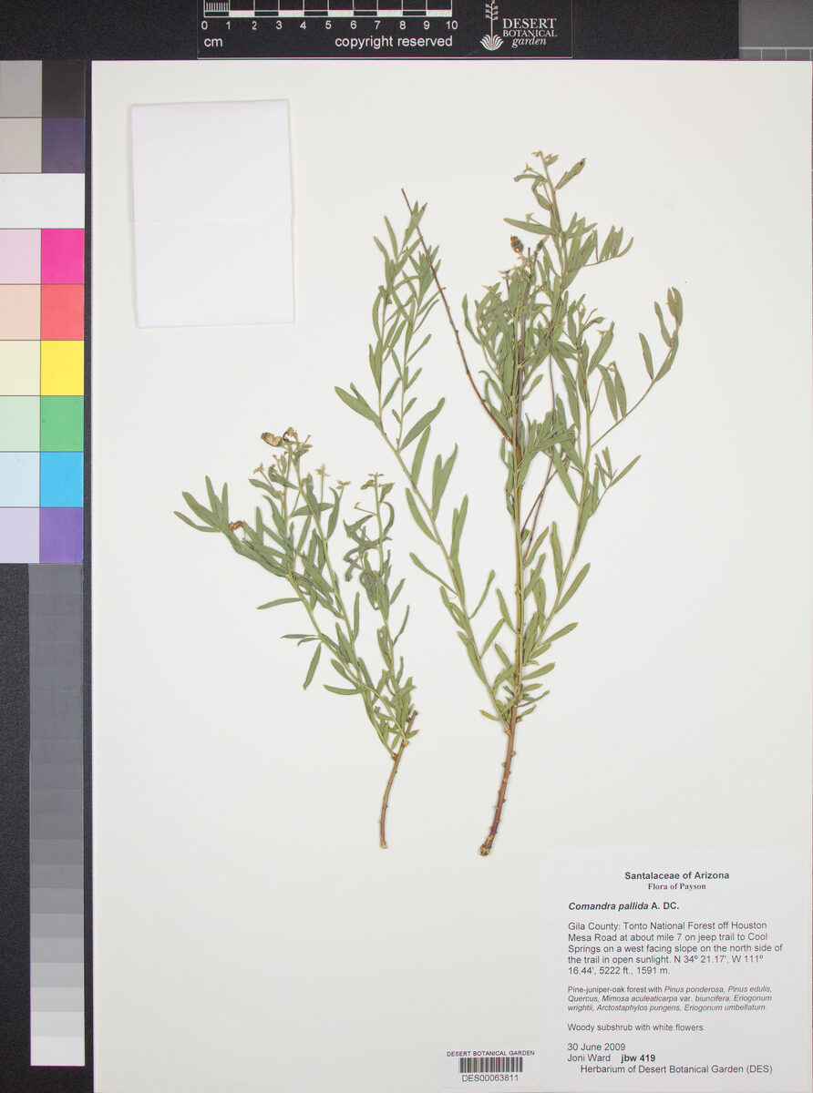 Comandra pallida (Pale Bastard Toadflax) — photo
