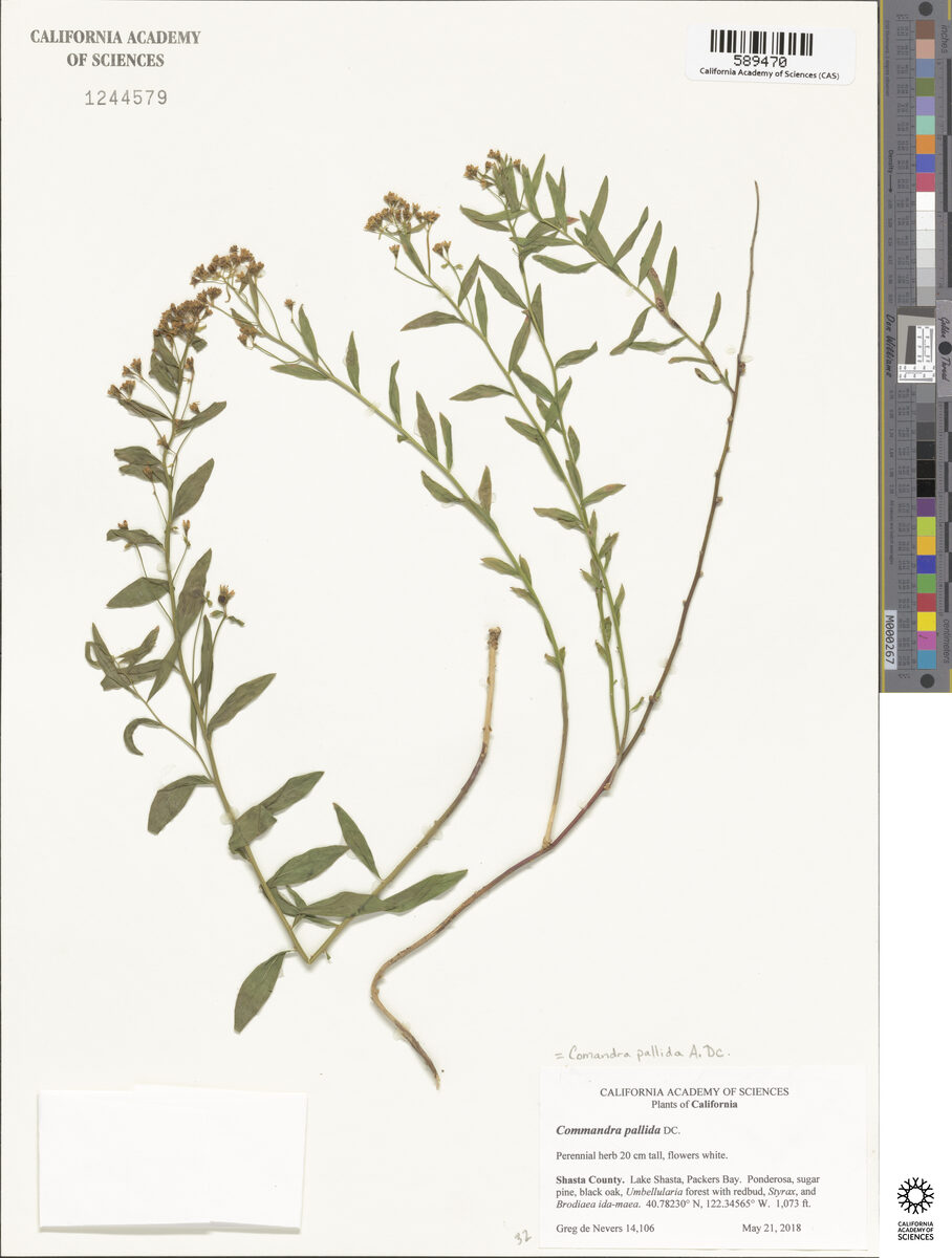Comandra pallida