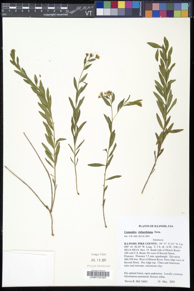 Comandra richardsiana (Bastard Toad Flax) — photo
