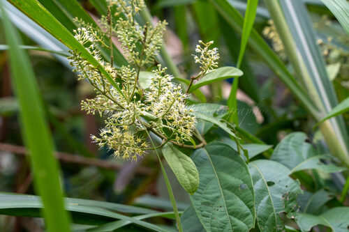 Combretum alfredi (Sze Kwan Che T'ang) — photo
