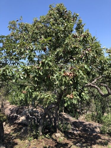 Combretum collinum (Weeping bushwillow) — photo