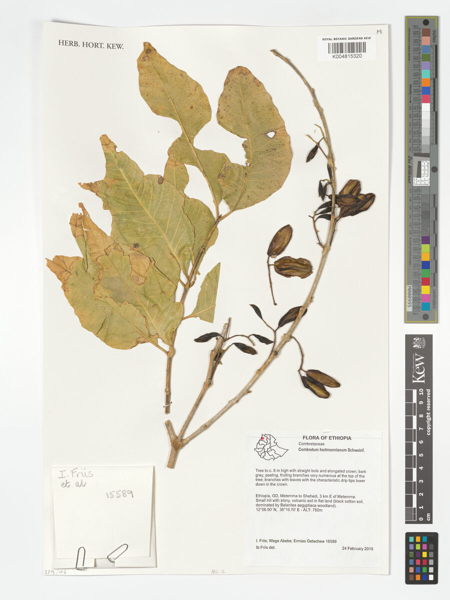 Combretum hartmannianum — photo