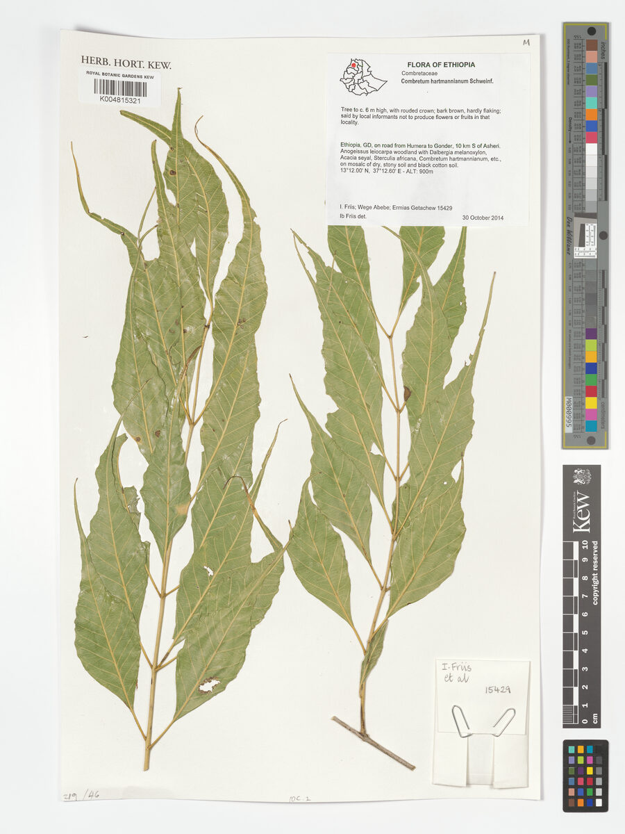 Combretum hartmannianum — photo