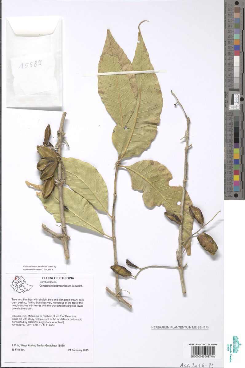 Combretum hartmannianum