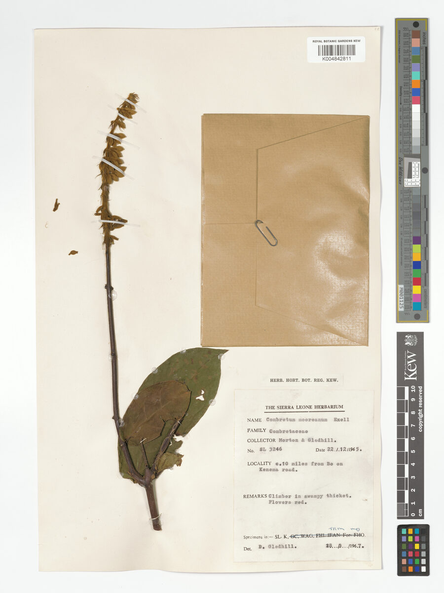 Combretum mooreanum (Tombe) — photo