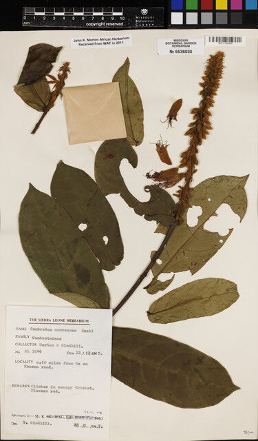 Combretum mooreanum (Tombe) — photo