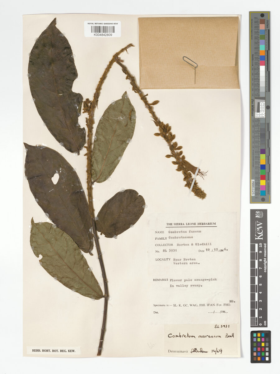Combretum mooreanum