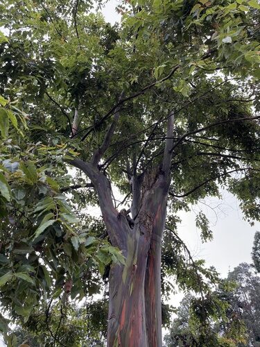 Combretum schumannii (Minda) — photo