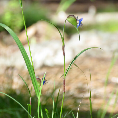 Commelina dianthifolia (Birdbill Dayflower) — photo