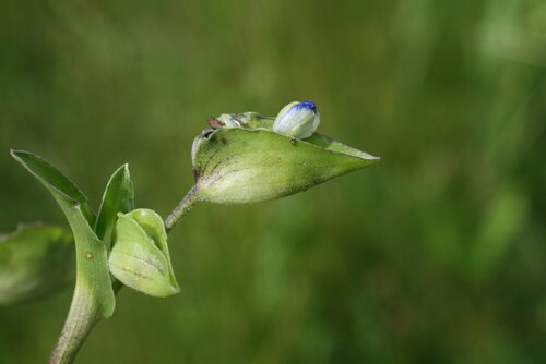 Commelina dianthifolia (Birdbill Dayflower) — photo