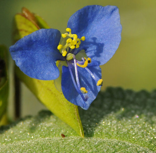 Commelina dianthifolia