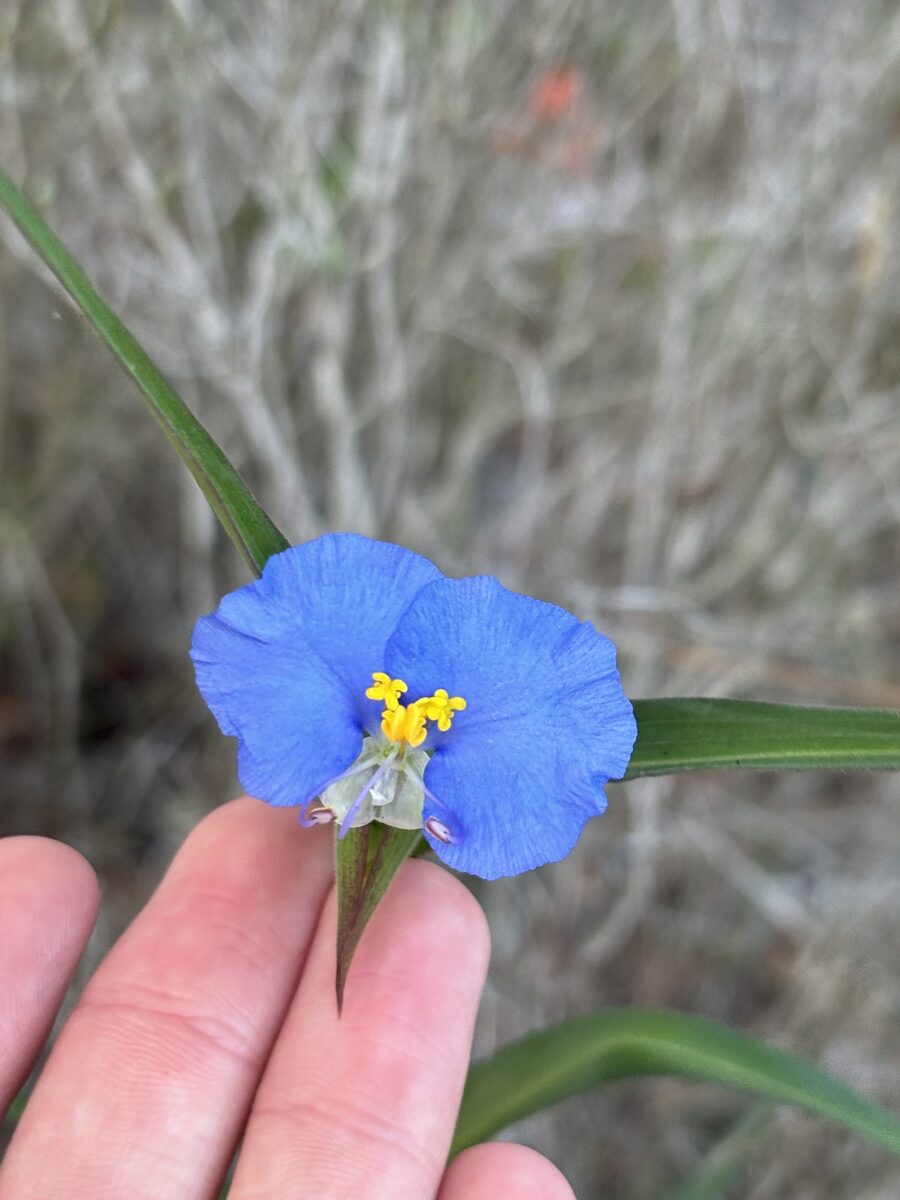 Commelina erecta angustifolia - (Michx.)Fernald. (Whitemouth Dayflower) — photo