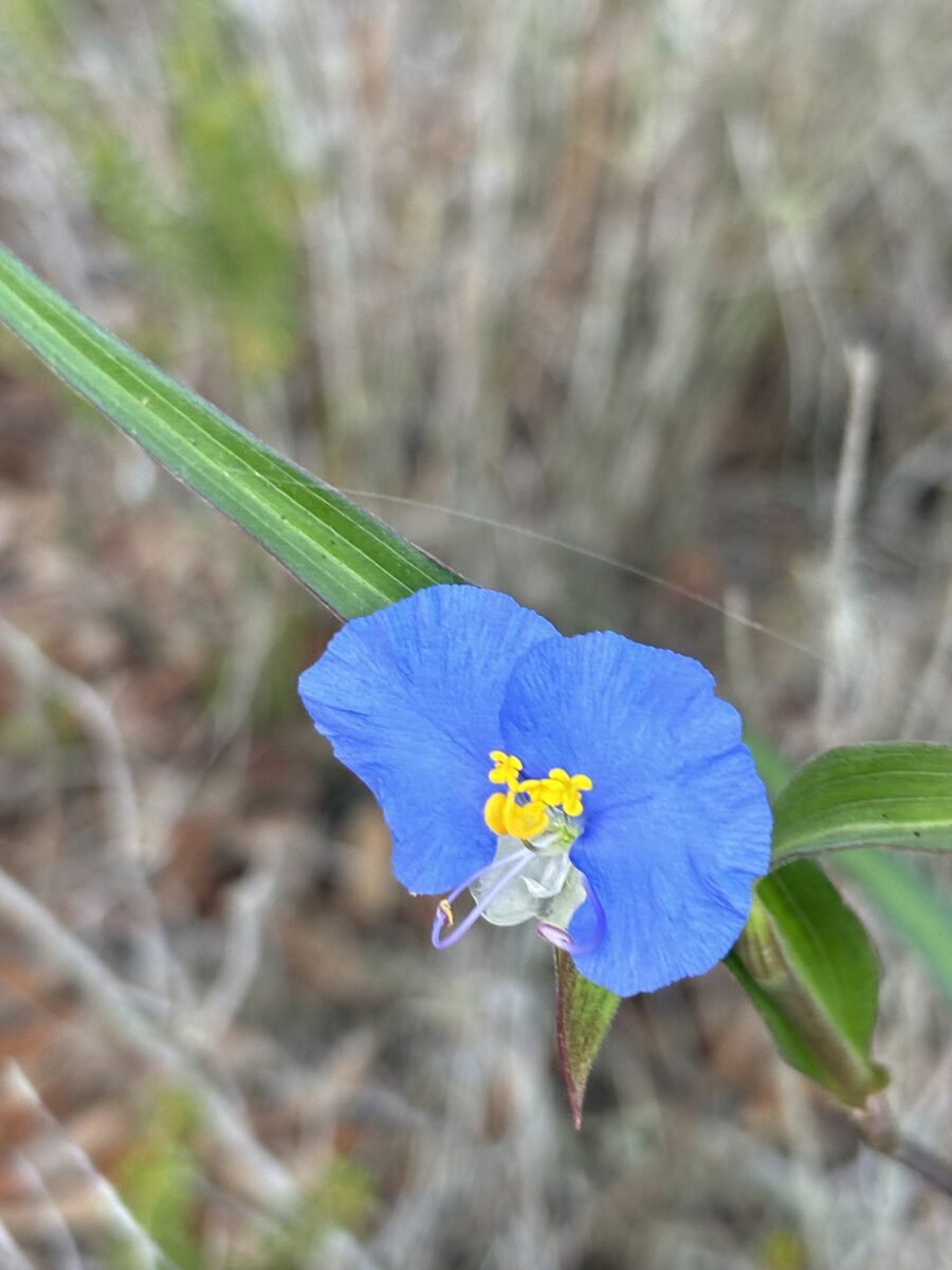 Commelina erecta angustifolia - (Michx.)Fernald. (Whitemouth Dayflower) — photo