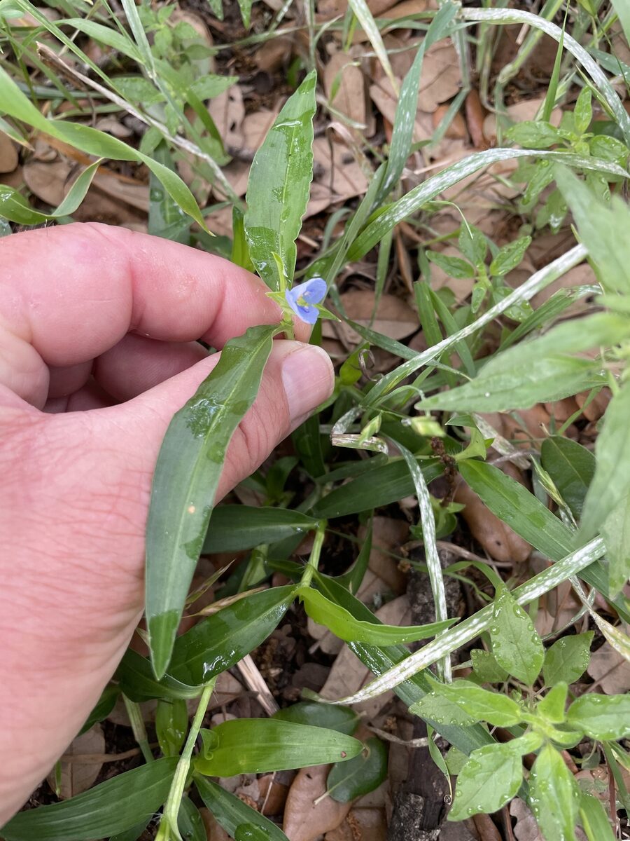 Commelina erecta angustifolia - (Michx.)Fernald.