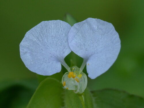 Commelina erecta (Erect dayflower) — photo