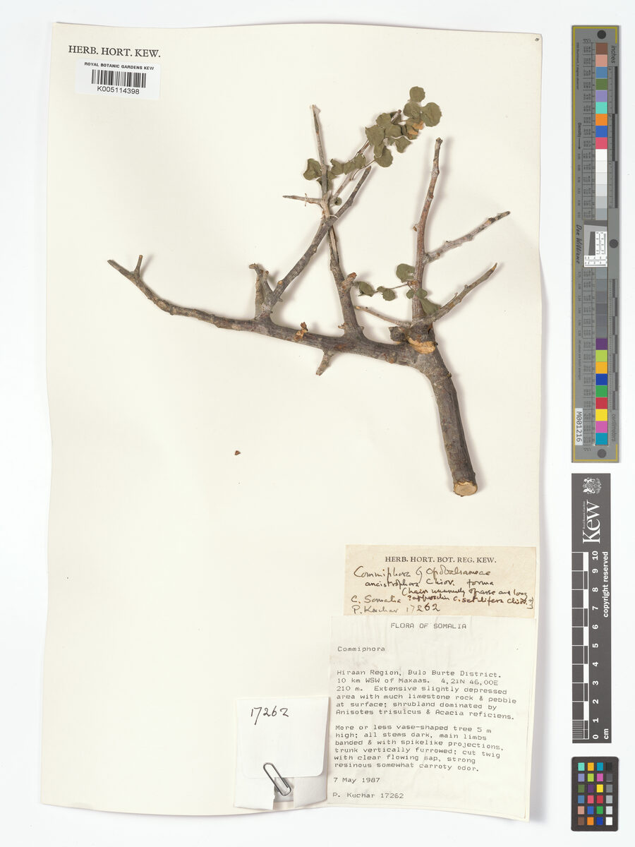 Commiphora ancistrophora — photo