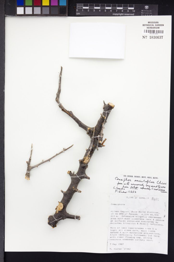 Commiphora ancistrophora — photo