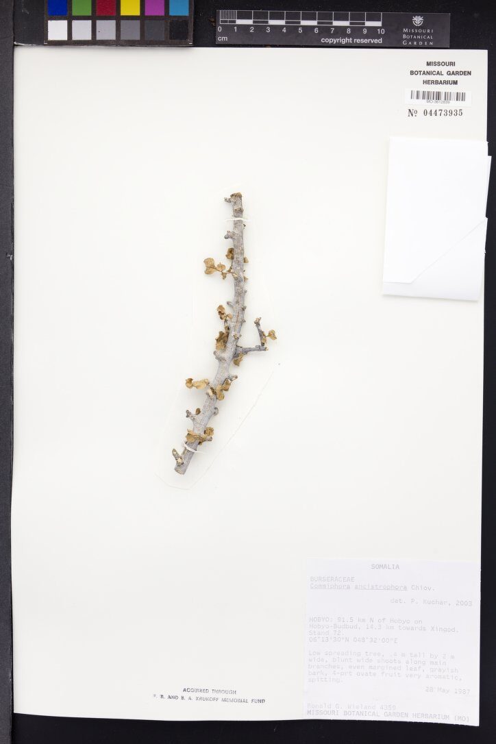 Commiphora ancistrophora