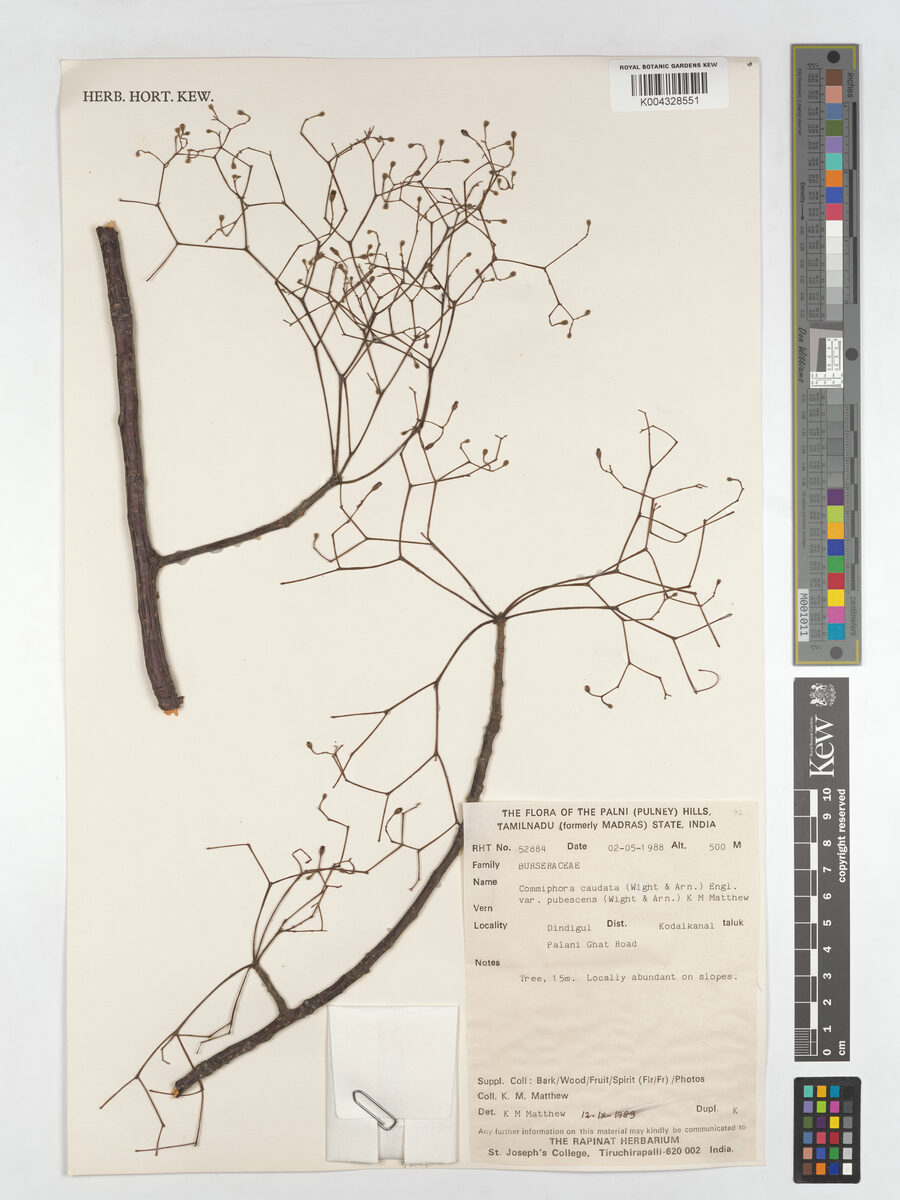 Commiphora caudata var. pubescens — photo