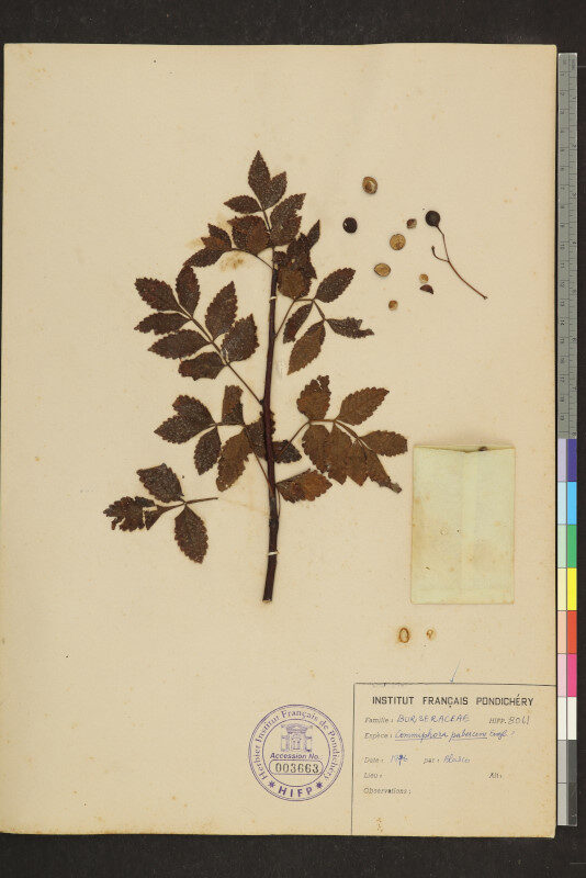 Commiphora caudata var. pubescens — photo