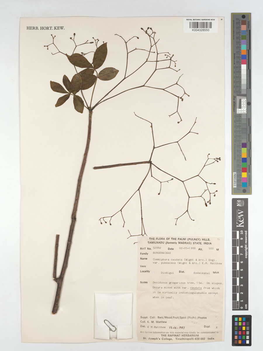 Commiphora caudata var. pubescens