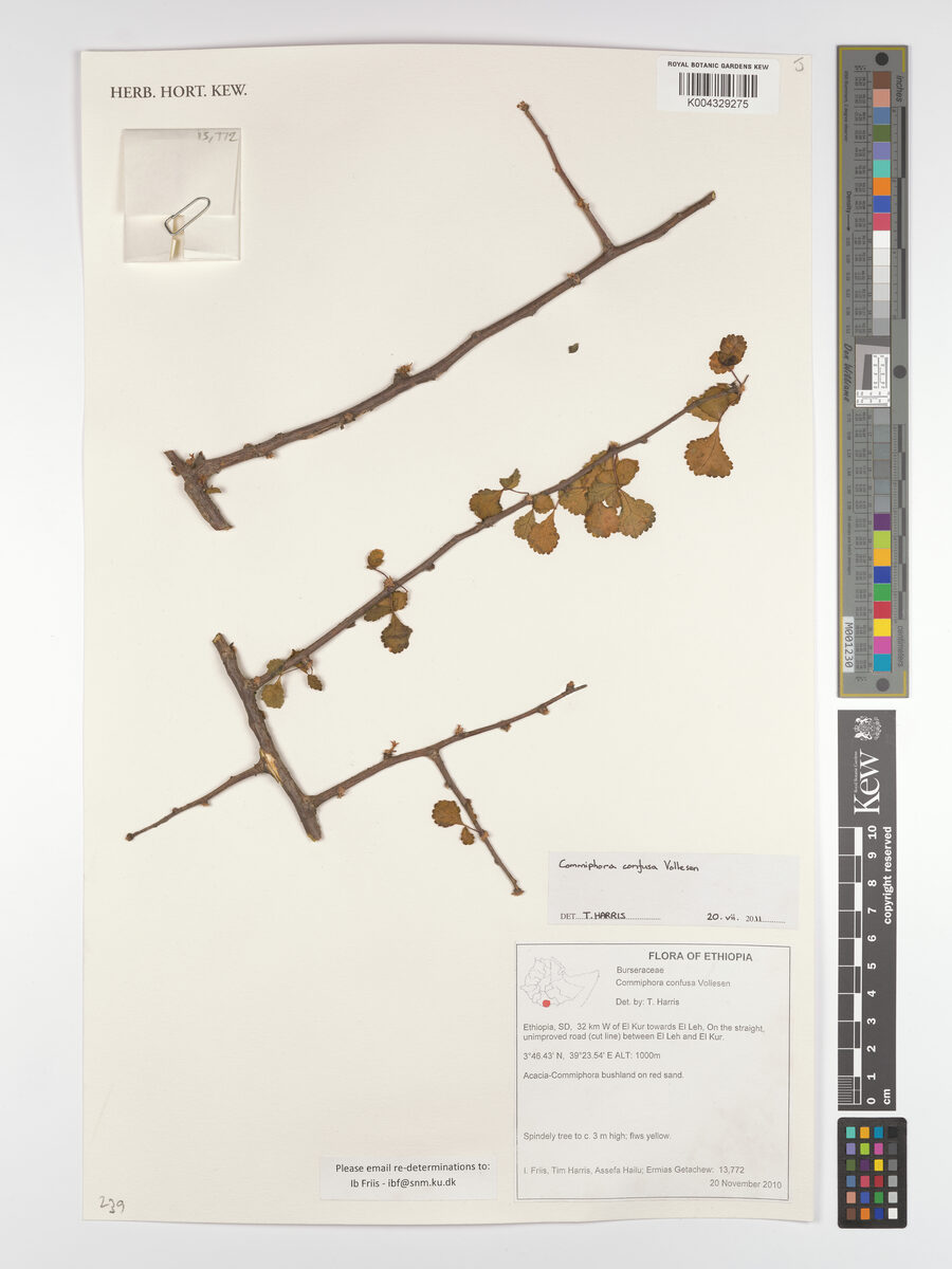 Commiphora confusa (Kenya frankincense) — photo