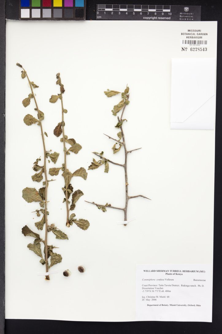 Commiphora confusa (Kenya frankincense) — photo