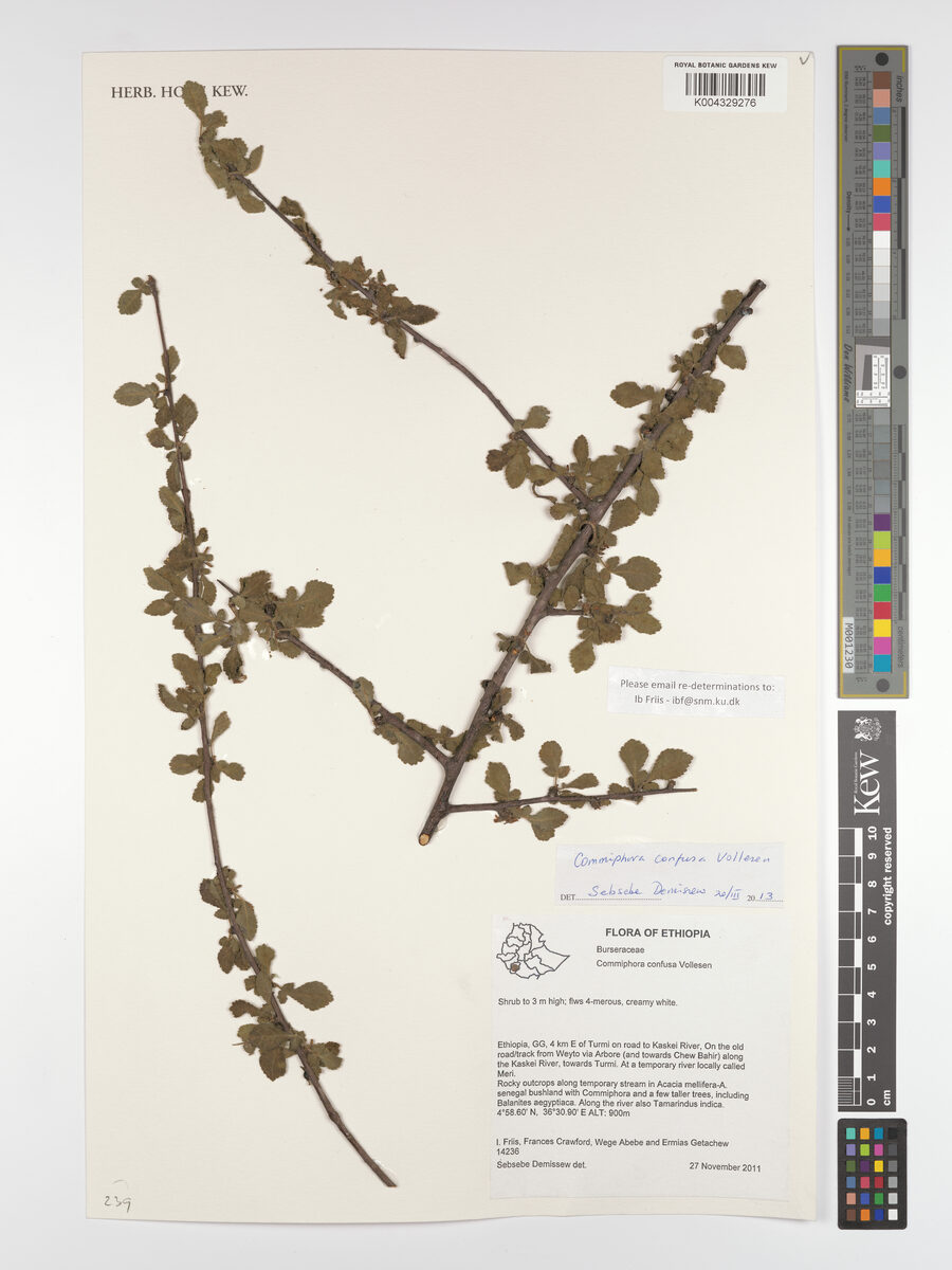 Commiphora confusa