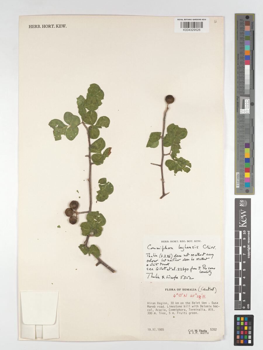 Commiphora cyclophylla — photo