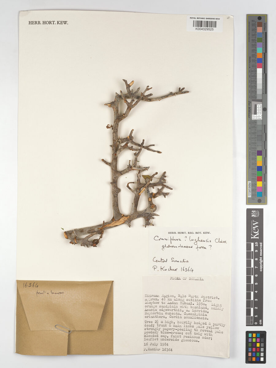 Commiphora cyclophylla — photo