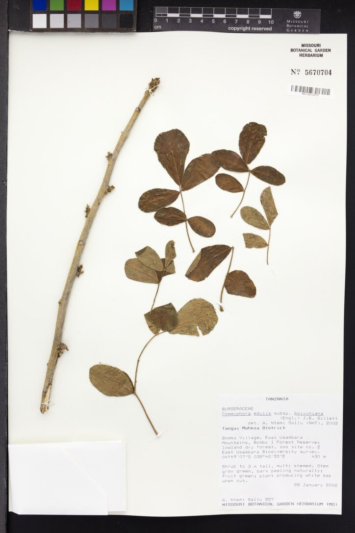 Commiphora edulis subsp. boiviniana — photo