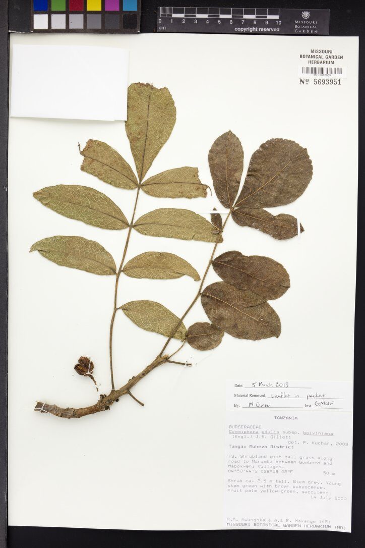 Commiphora edulis subsp. boiviniana — photo