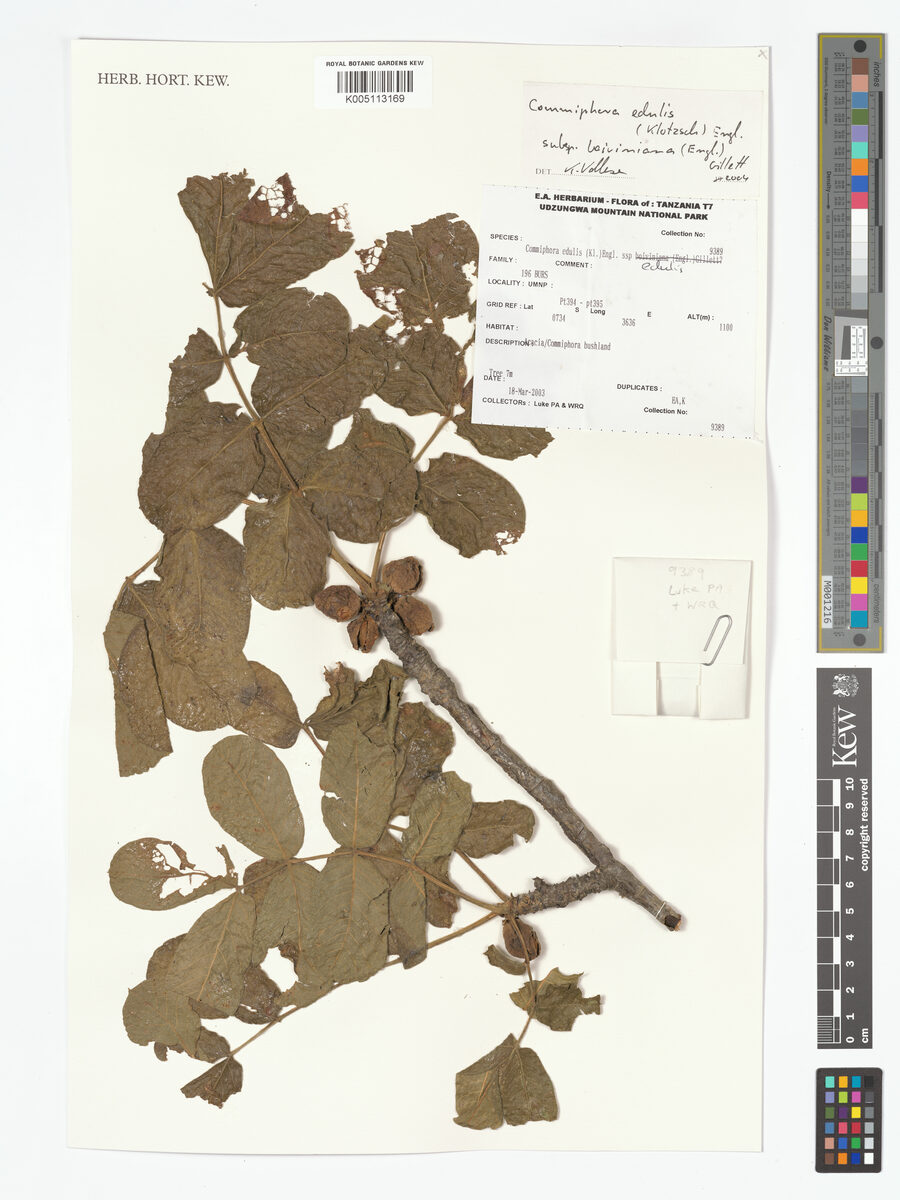 Commiphora edulis subsp. boiviniana