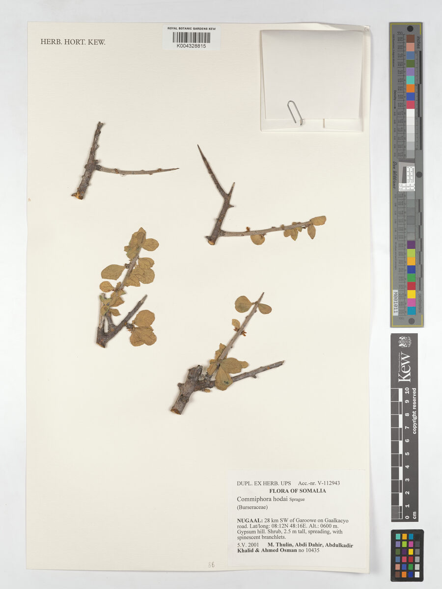 Commiphora hodai (Habak-hidd) — photo