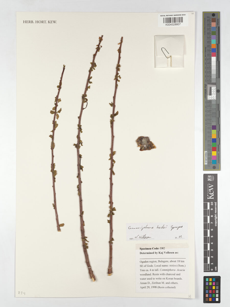 Commiphora hodai (Habak-hidd) — photo