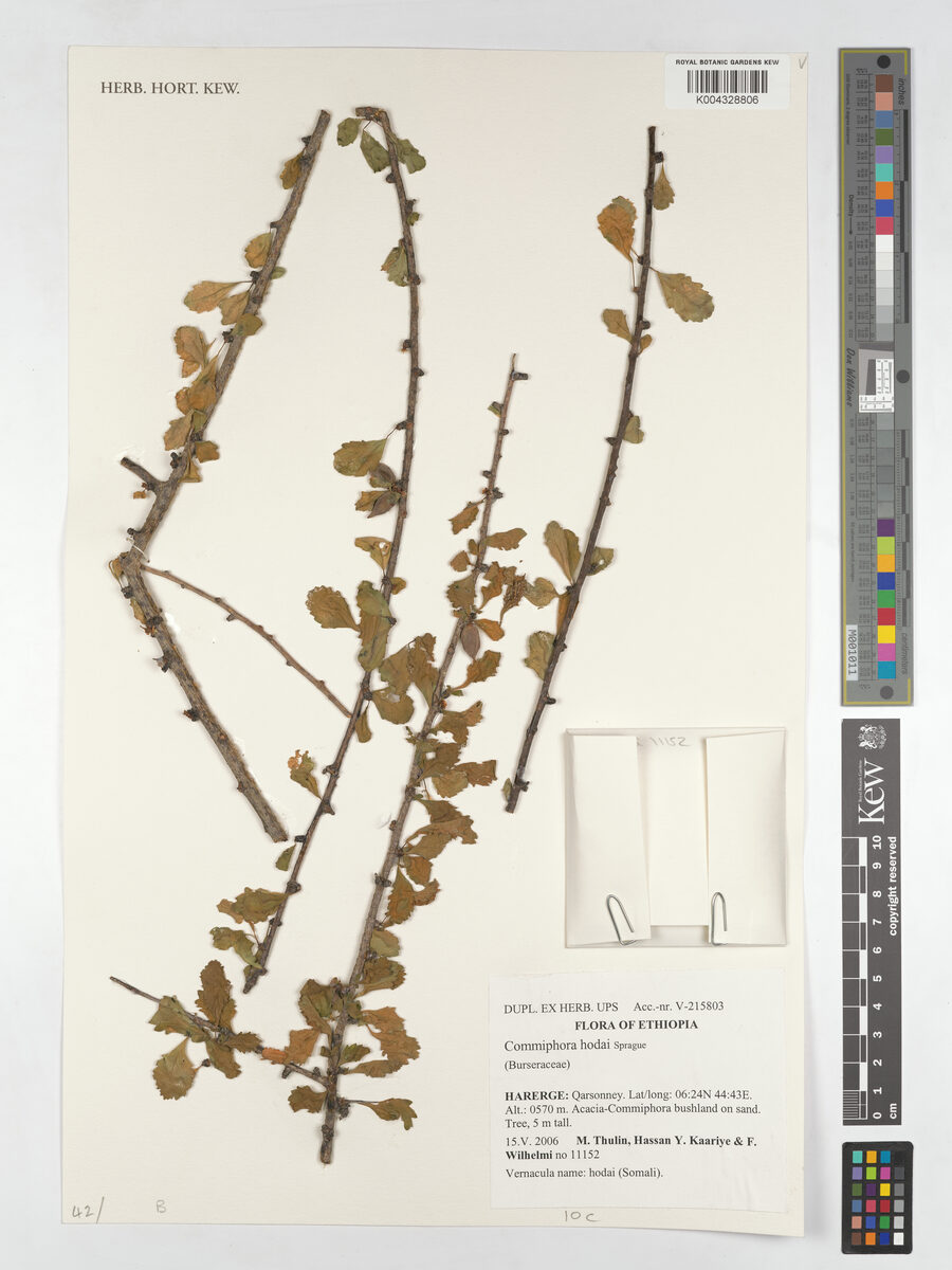 Commiphora hodai