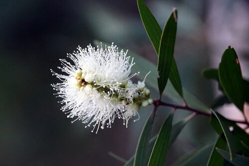 Commiphora marlothii (Paper-bark tree) — photo
