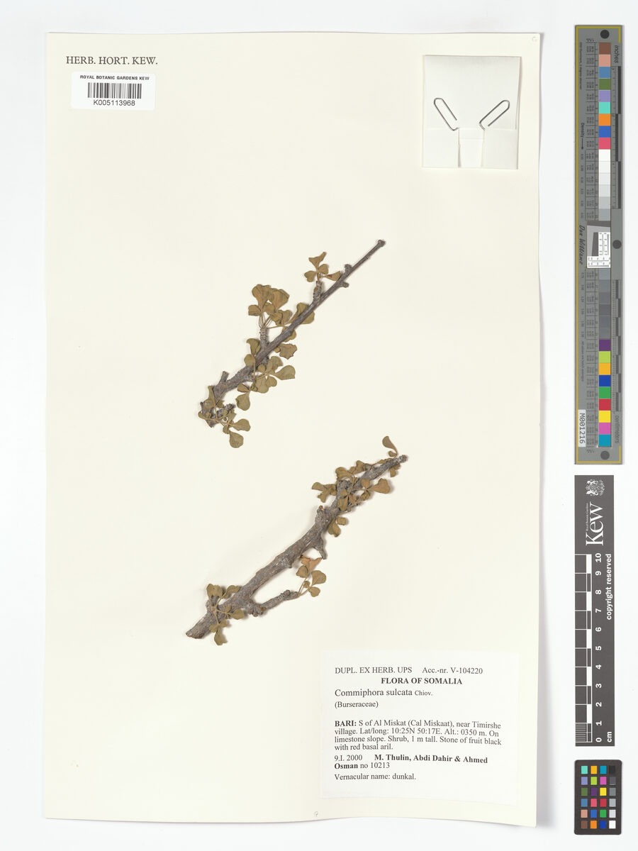 Commiphora sulcata — photo