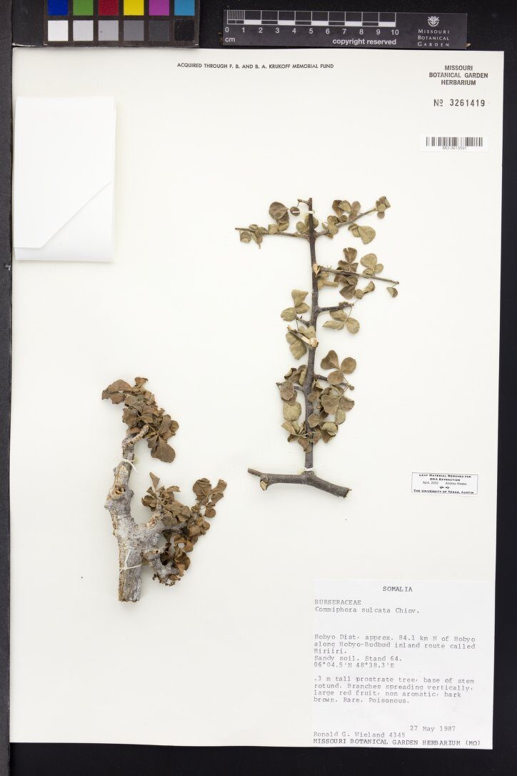 Commiphora sulcata — photo