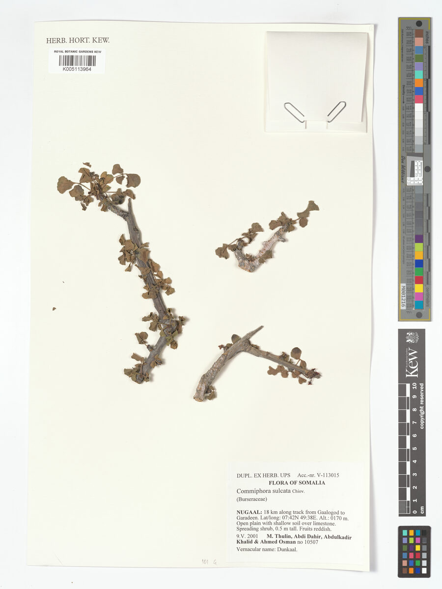 Commiphora sulcata