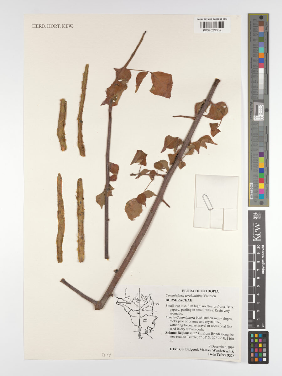 Commiphora terebinthina — photo